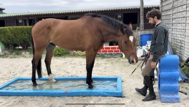 Cavalier pro - débourrage - travail a pied 