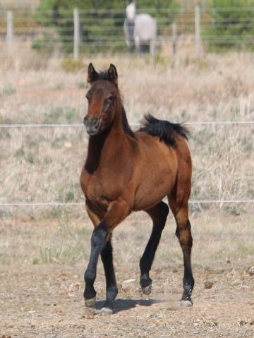 Superbe poulain psar 