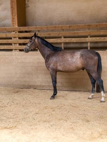 Hongre de 4 ans (el torreo de muze × diamant de semilly