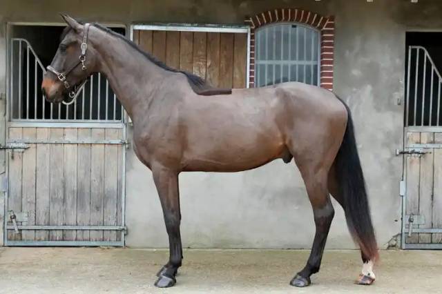 4 ans hongre ( vitalis x zonik )