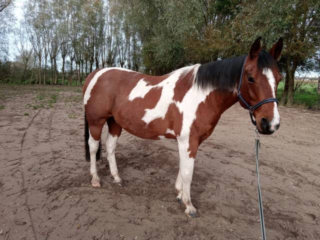 Paint horse 12 ans