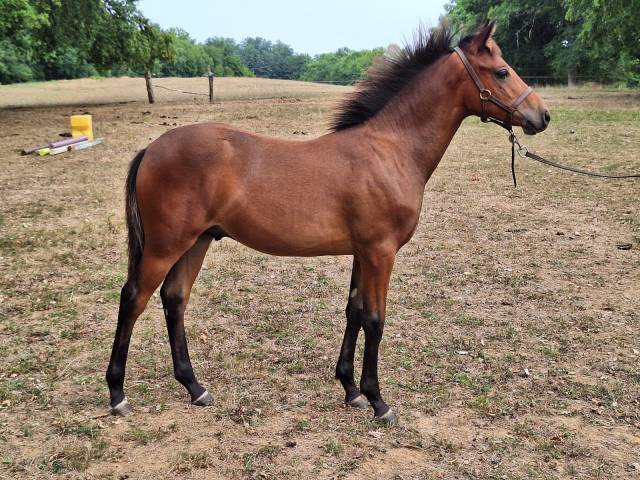 Poney yearling