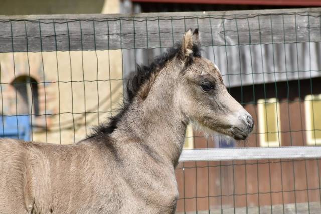 Mâle welsh pony