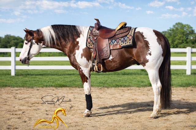 Etalon paint-horse  bai tobiano