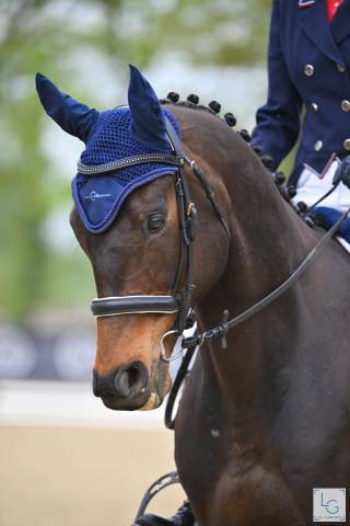 Cheval 8 ans pour cso/cce