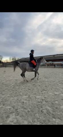 Cheval pur sang arabe