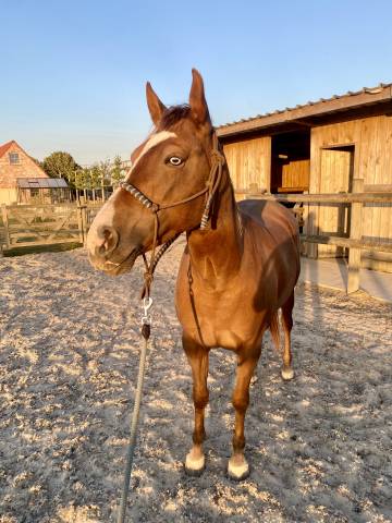 Blue – jument quarter horse oc – née en 2019 – 1m50