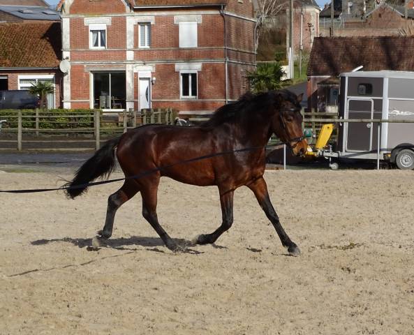 Entier connemara 3 ans