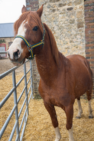 étalon pur sang arabe 