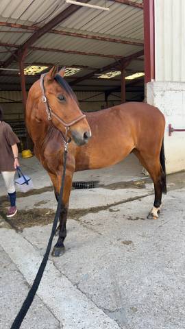 Recherche demi pension pour rouco 13 ans