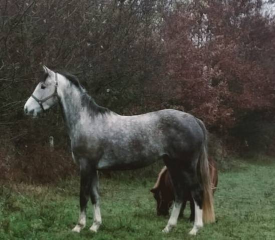 My love des bouviers 