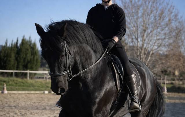 Pure race espagnole 8 ans