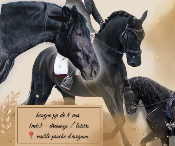 Pure race espagnole 8 ans