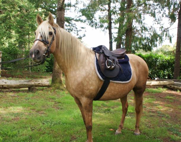 Jument 7 ans palomino