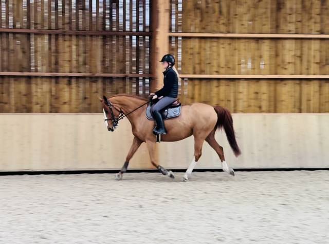 Très jolie petite jument polyvalente assurance-vie