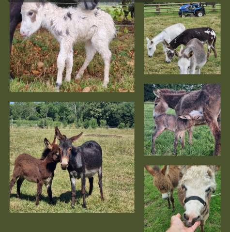 Ane miniature,  élevage en normandie 