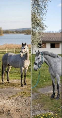 Poney de sport connemara 2022 taille d