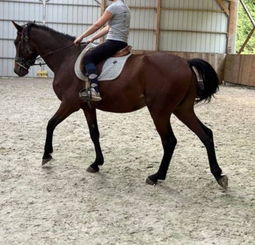 Trotteur français 6 ans 