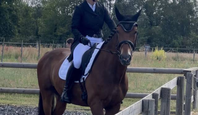 Veste de concours dressage (Frac) Montar