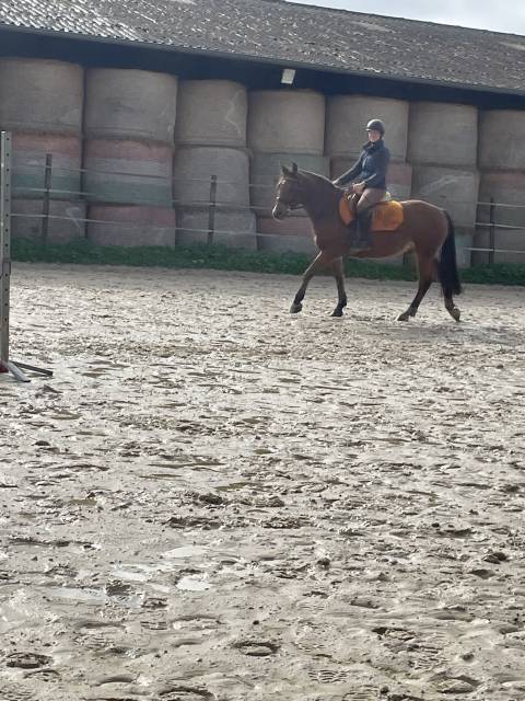 Vend franche montagne oc 11 ans