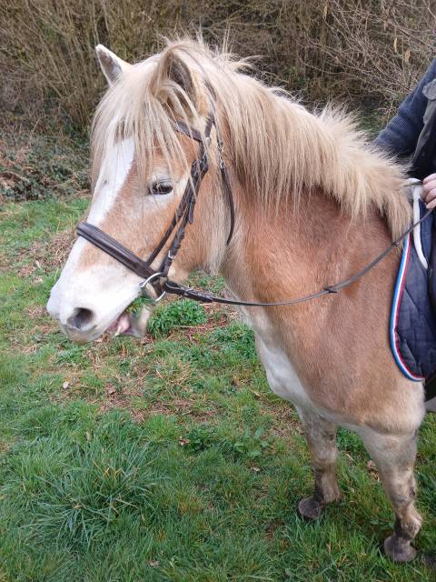 Vente jument haflinger 