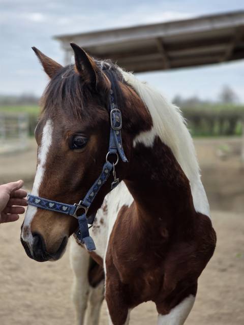 Poulain cheval pie oc paint