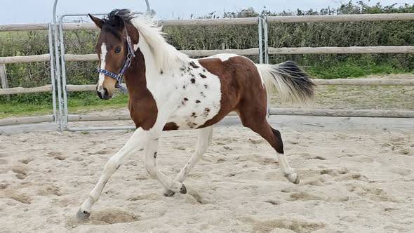 Poulain cheval pie oc paint