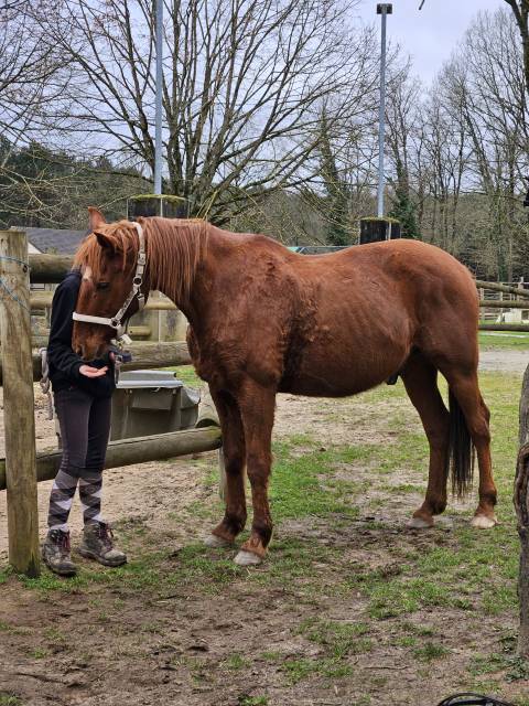 Trotteur français pp de 16 ans 