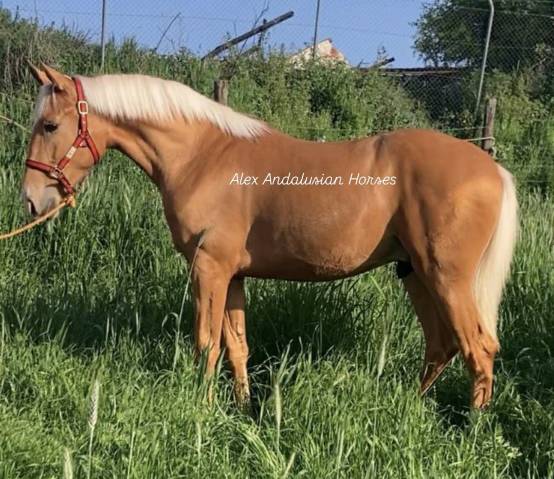 Splendide lusitano palomino dore
