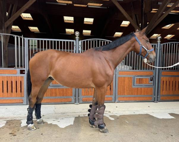 Cheval maître d'école à vendre
