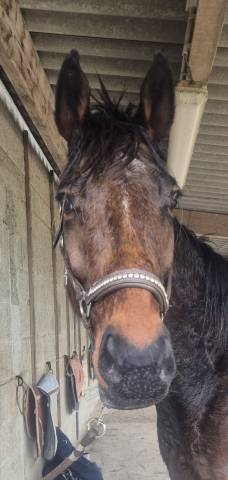 Cheval pur sang américain 