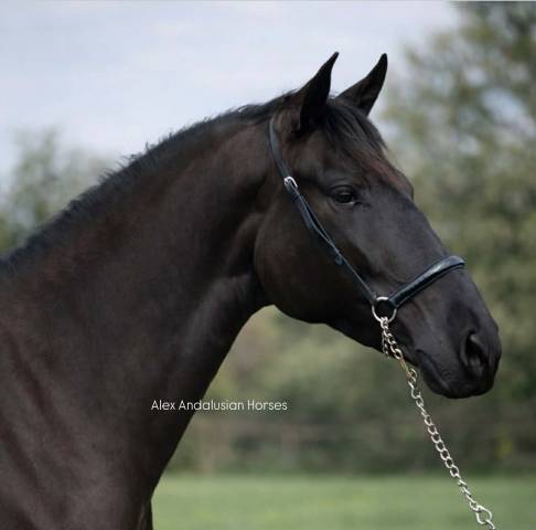 Superbe jument espagnole noire