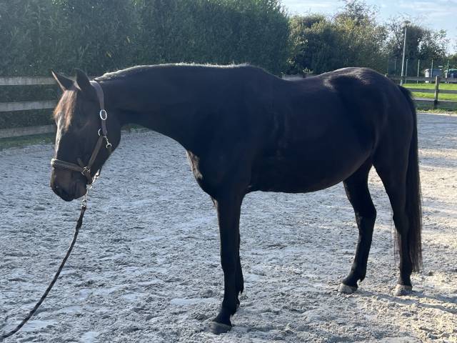 Jument de 6ans, oc