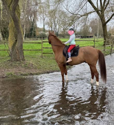 Cheval d’obstacle/complet à vendre