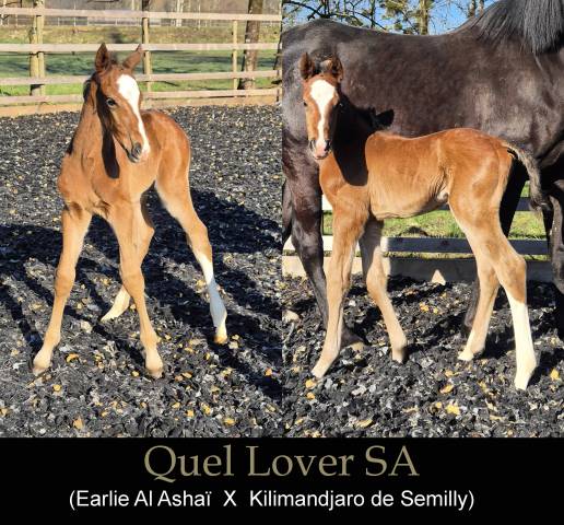 Magnifique poulain pour cso / cce