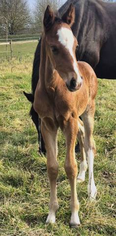 Magnifique poulain pour cso / cce