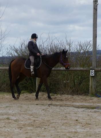 Jument pur sang, 4 ans. très gentille, pour petits nive