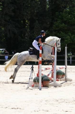 Poney d à vendre, disponible après lamotte