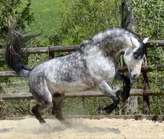 étalon pre - lozano ram