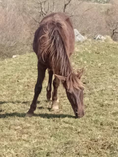 Poulain kentucky mountain saddle horse à vendre