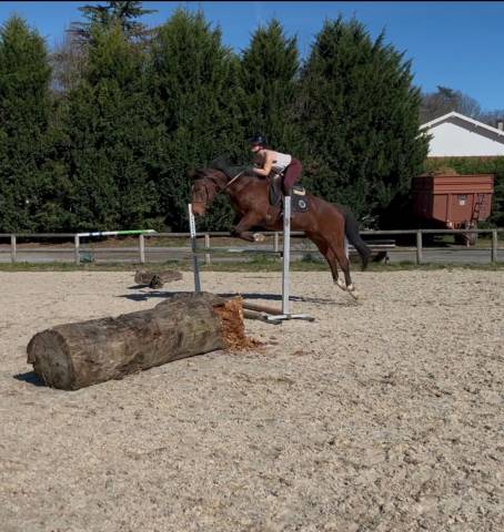 Cheval selle français