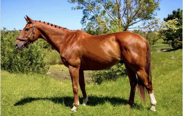 à vendre : cheval de 13 ans