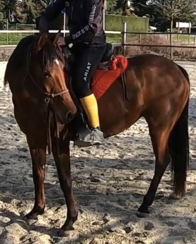 Belle jument pp 2019 adorable et volontaire 