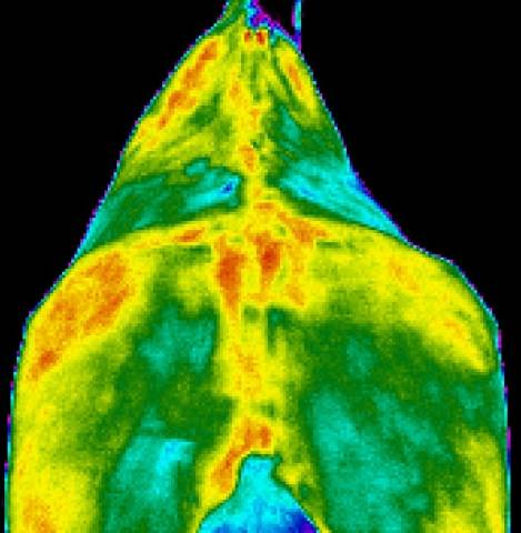 Equin lab - thermographie équine