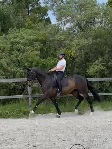 Tour De Dressage Cheval Iaexport – Cuir Rembourré Noir, 30 Pouces, Neuf