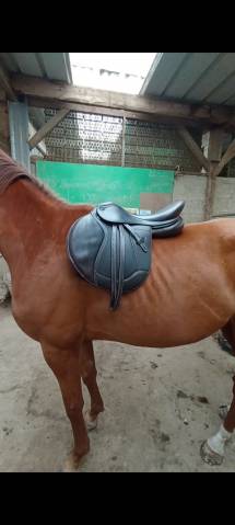 Selle ikonic mixte comfort 17"