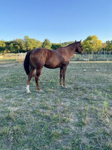 Quarter horse pp entier 5 ans 