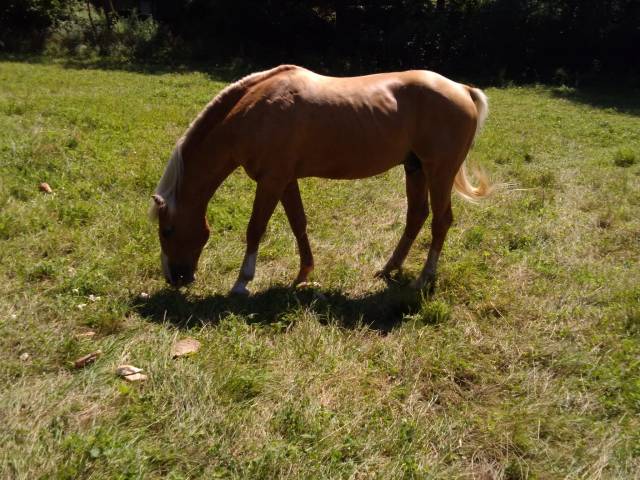 2 étalons palomino  et arabe 
