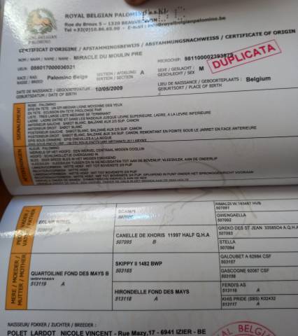 2 étalons palomino  et arabe 