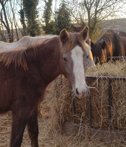 Joli modèle, énergie, potentiel futur repro/sport